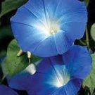 100 PCS Morning Glory Flower Flores, Perennial Garden Flowers Seeds