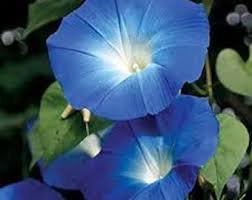 100 PCS Morning Glory Flower Flores, Perennial Garden Flowers Seeds
