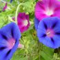 100 PCS Morning Glory Flower Flores, Perennial Garden Flowers Seeds