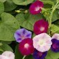 100 PCS Morning Glory Flower Flores, Perennial Garden Flowers Seeds