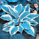 150 Pcs Beautiful Hosta Bonsai Seeds