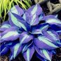 150 Pcs Beautiful Hosta Bonsai Seeds