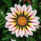 100 Pcs Gazania Bonsai Multicolor Mixed Plant Beautiful Gazania Flower Garden Seeds