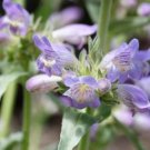 200 Pcs Mixed Beardtongues Penstemon Perennial Flowering Seeds