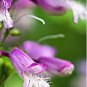 200 Pcs Mixed Beardtongues Penstemon Perennial Flowering Seeds