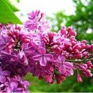 60 pcs Lilac Flowers Syzygium Aromaticum Flower Bonsai Plants Seeds