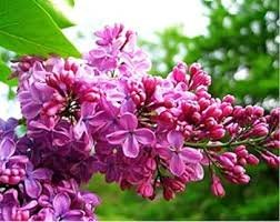 60 pcs Lilac Flowers Syzygium Aromaticum Flower Bonsai Plants Seeds