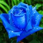 100 Pcs Midnight Supreme Rose Seeds