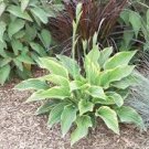 150 Pcs Hosta Flower Seeds Garden Perennials Ornamental Lily Shade Hosta Plants Seeds