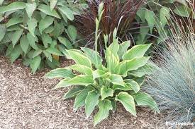 150 Pcs Hosta Flower Seeds Garden Perennials Ornamental Lily Shade Hosta Plants Seeds