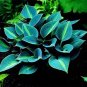 150 Pcs Hosta Flower Seeds Garden Perennials Ornamental Lily Shade Hosta Plants Seeds