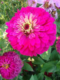 200 Pcs Mixed Zinnia Bonsai Pretty Pastel Colors Perennial Bonsai Seeds