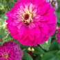 200 Pcs Mixed Zinnia Bonsai Pretty Pastel Colors Perennial Bonsai Seeds