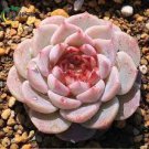 200 Pcs Real Rare Succulent Bonsai Perennial Angiosperm Plants Flower Pot Seeds