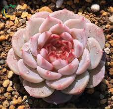 200 Pcs Real Rare Succulent Bonsai Perennial Angiosperm Plants Flower Pot Seeds