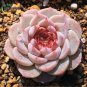 200 Pcs Real Rare Succulent Bonsai Perennial Angiosperm Plants Flower Pot Seeds