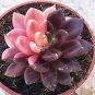200 Pcs Real Rare Succulent Bonsai Perennial Angiosperm Plants Flower Pot Seeds