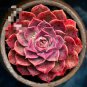 200 Pcs Real Rare Succulent Bonsai Perennial Angiosperm Plants Flower Pot Seeds
