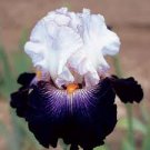 100 pcs Bonsai Iris Flower Plants, Flores para jardim Seeds