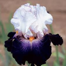 100 pcs Bonsai Iris Flower Plants, Flores para jardim Seeds