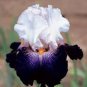 100 pcs Bonsai Iris Flower Plants, Flores para jardim Seeds
