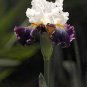 100 pcs Bonsai Iris Flower Plants, Flores para jardim Seeds
