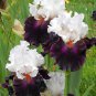 100 pcs Bonsai Iris Flower Plants, Flores para jardim Seeds