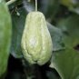 30 Pcs Chocho Magic Pumpkin Seeds