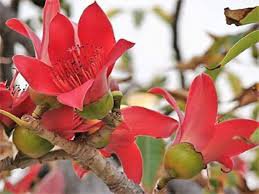 30 Pcs Bombax ceiba Seeds Cotten Tree Red Silk-cotton Tree