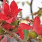 30 Pcs Bombax ceiba Seeds Cotten Tree Red Silk-cotton Tree