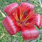 30 Pcs Bombax ceiba Seeds Cotten Tree Red Silk-cotton Tree