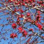 30 Pcs Bombax ceiba Seeds Cotten Tree Red Silk-cotton Tree