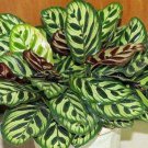 100 PCS Potted Flowers Calathea Seeds