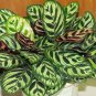 100 PCS Potted Flowers Calathea Seeds