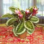 100 PCS Potted Flowers Calathea Seeds