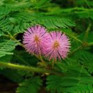 30 Pcs Pudica Linn Bashful Grass Seeds Foliage Mimosa Pudica Sensitive Bonsai Plant