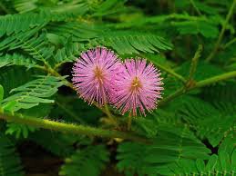 30 Pcs Pudica Linn Bashful Grass Seeds Foliage Mimosa Pudica Sensitive Bonsai Plant