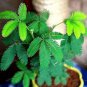 30 Pcs Pudica Linn Bashful Grass Seeds Foliage Mimosa Pudica Sensitive Bonsai Plant
