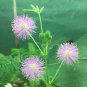 30 Pcs Pudica Linn Bashful Grass Seeds Foliage Mimosa Pudica Sensitive Bonsai Plant
