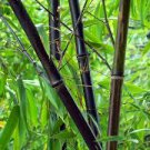 50 Pcs rare BLACK BAMBOO SEEDS - Phyllostachys Nigra Dendrocalamus asper Betung Hitam 50 Pcs rare BLACK BAMBOO SEEDS - Phyllostachys Nigra Dendrocalamus asper Betung Hitam