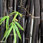 50 Pcs rare BLACK BAMBOO SEEDS - Phyllostachys Nigra Dendrocalamus asper Betung Hitam