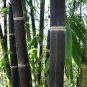 50 Pcs rare BLACK BAMBOO SEEDS - Phyllostachys Nigra Dendrocalamus asper Betung Hitam