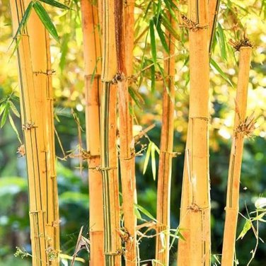 50 PCS Yellow Fresh Bamboo Seeds