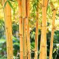 50 PCS Yellow Fresh Bamboo Seeds