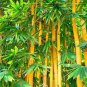 50 PCS Yellow Fresh Bamboo Seeds