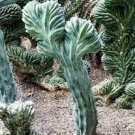 5 PCS MYRTILLOCACTUS geometrizans seeds