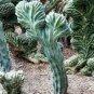 5 PCS MYRTILLOCACTUS geometrizans seeds