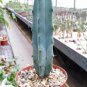 5 PCS MYRTILLOCACTUS geometrizans seeds