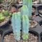 5 PCS MYRTILLOCACTUS geometrizans seeds