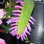 5 PCS Wittia Amazonica Amazing Epiphyllum seeds
